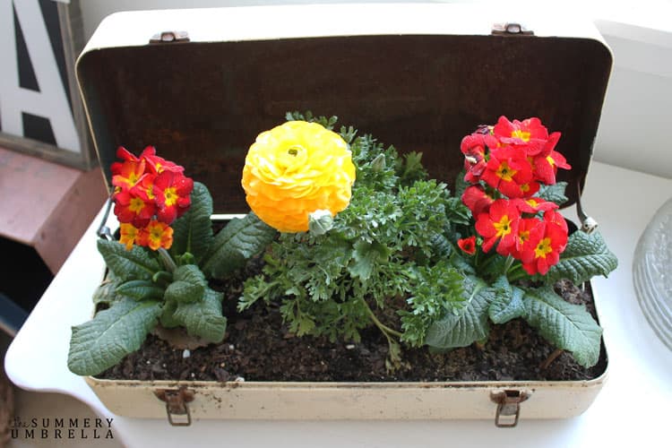 Repurposed Toolbox Flower Planter