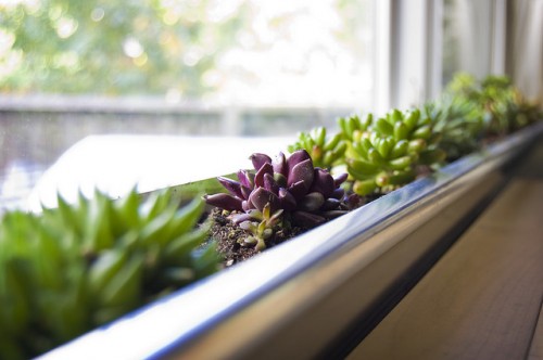 Window Box Succulent Planter