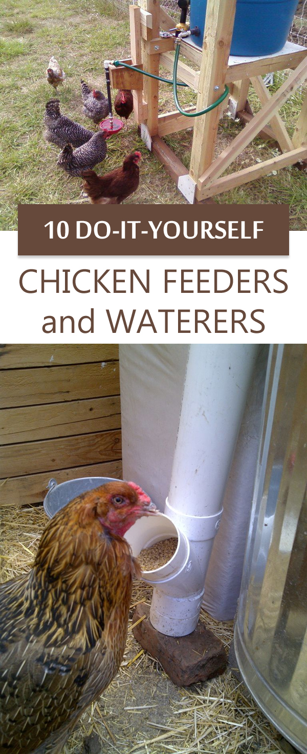10 DIY Chicken Feeders and Waterers