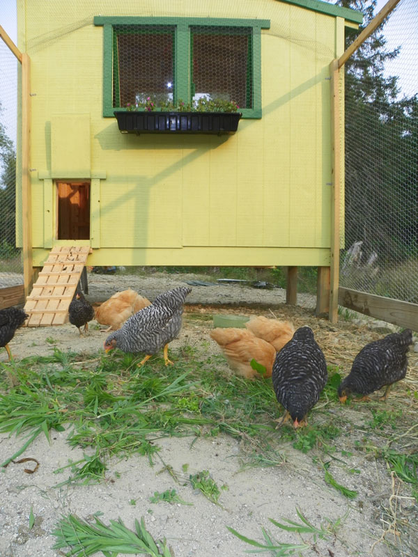 4X8 Chicken Coop that Has a Yard, Clean out door and Electricity