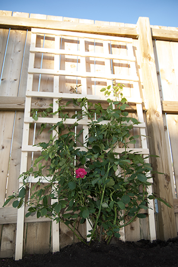 Affordable Garden Trellis