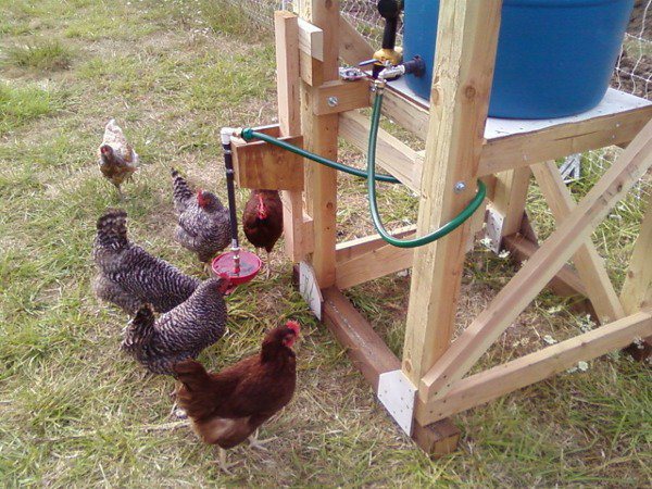 Rain Collecting Automatic Chicken Waterer