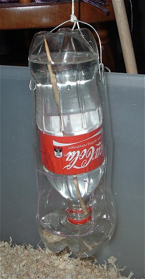 Reuse old plastic bottles as a chicken waterer