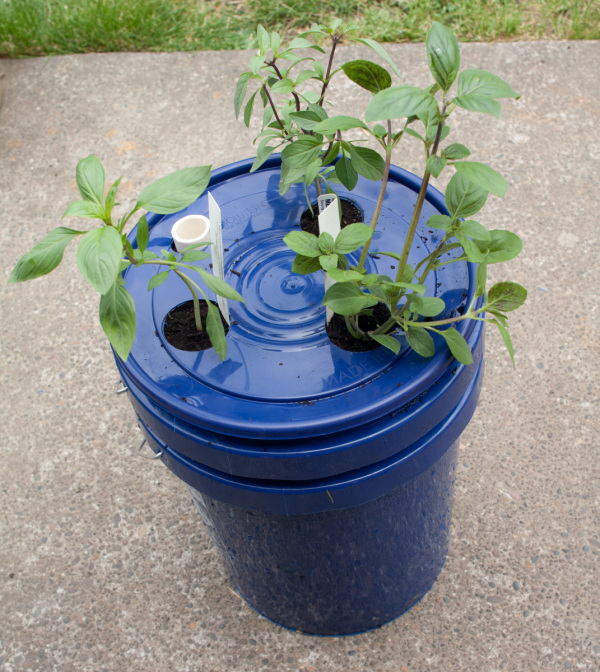 Self Watering Basil Planter