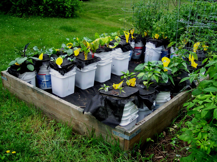 Self Watering Container out of Buckets