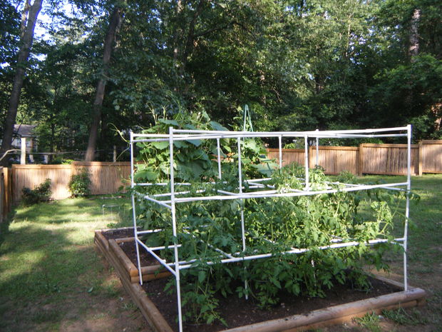 Tomato Cage with PVC