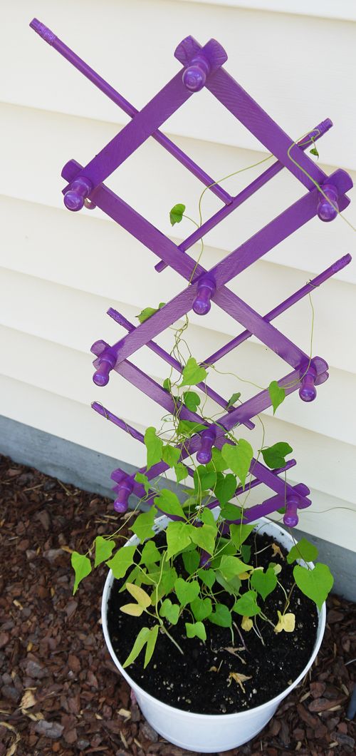 Trellis out of an Old Coat Rack