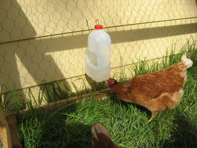 milk jug waterer