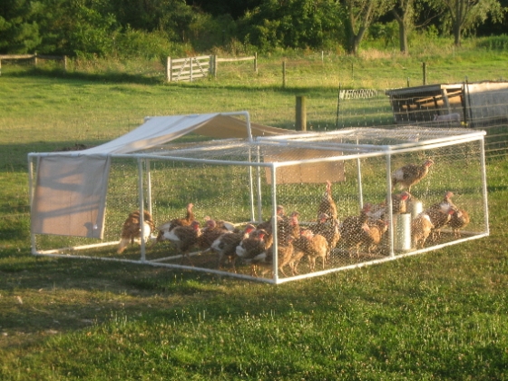 PVC Chicken Pen