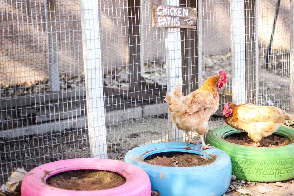 Repurpose Old Tires Into Chicken Baths