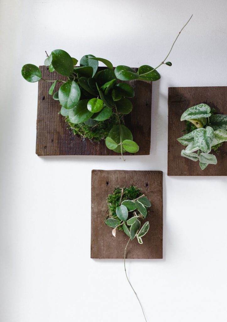 Display Your Plants on Wooden Boards