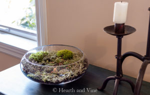 Indoor Moss Garden